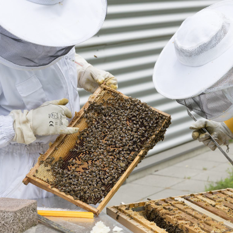 Beekeeping Hive